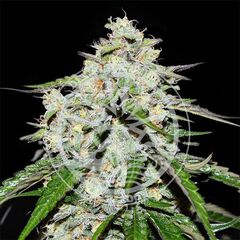 Space Cookies Auto, Фасовка: 1